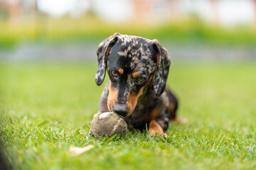 Playful dachshund puppy chewing tennis ball in the grass