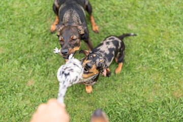 Two dachshunds playing tug of war with owner outdoors