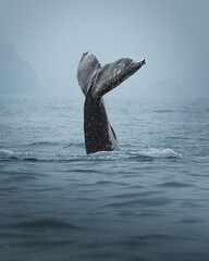 A humpback whale in Brazil