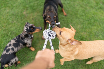 Three dogs playing tug of war with owner on green grass