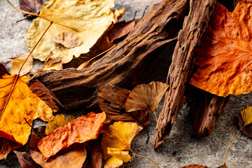 Autumn leaf with driftwood.
Nature and autumn image.