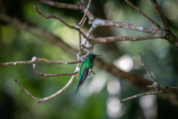 rare hummingbird on its tree