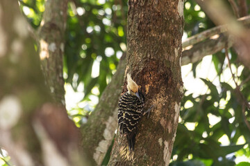 brazilian woodpecker on the amazon