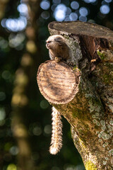 lion tamarin family on the tree