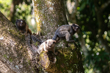 lion tamarin family on the tree