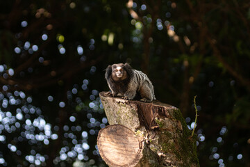 lion tamarin family on the tree