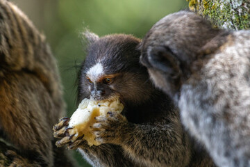 lion tamarin family on the tree