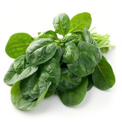 Fototapeta premium A bunch of fresh spinach leaves with green color.