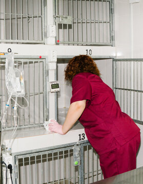 the vet cleans the animal cages