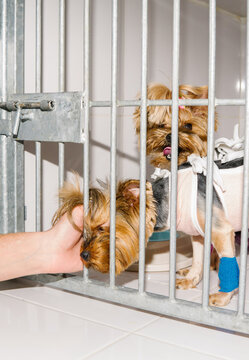 caged dogs