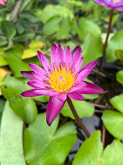 lotus flower in nature garden