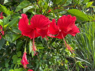 red hibiscus flower in the garden