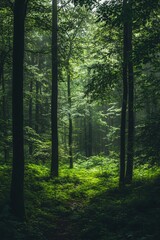 Obraz premium forest in the deep