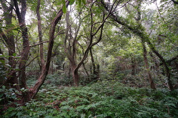 dense autumn forest with mossy rocks and old trees
