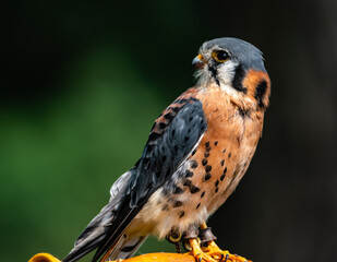 Kestrel