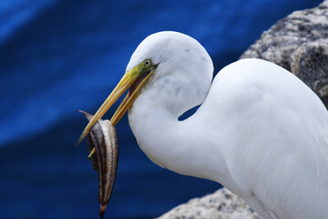 No detalhe uma garça branca gigante no seu lanche predileto no canal de Ponta Negra - Maricá - RJ 