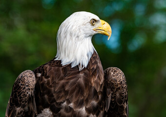 portrait of a bald eagle