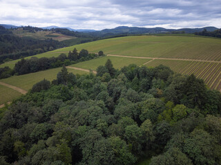 Fototapeta premium Aerial view of a vineyard on a hill, coniferous forest. Dark cloudy sky. Beautiful landscape. Farming, winemaking.
