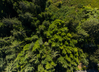 Drone view of the tops of coniferous trees. Dense juicy greens. Environmental protection, ozone, nature.