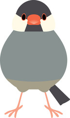 文鳥　正面　全身