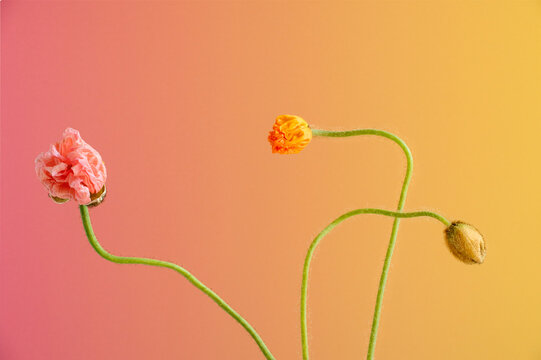 Poppies in profile
