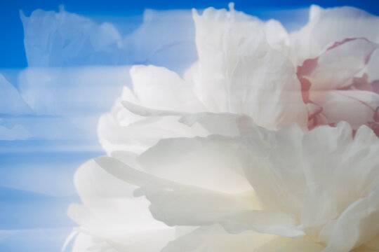 White flower blurred