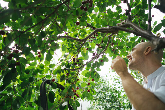 Man plucking red cherries