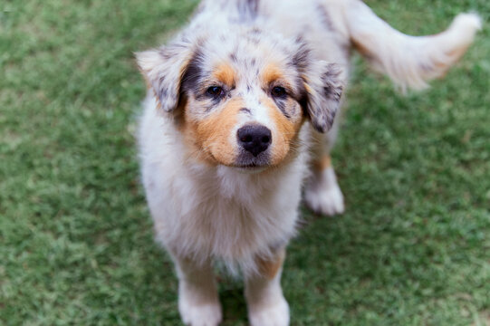 A curious blue merle Australian Shepherd dog looks directly at camera