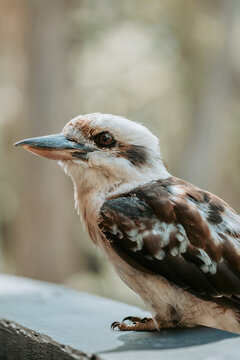 Australian wildlife
