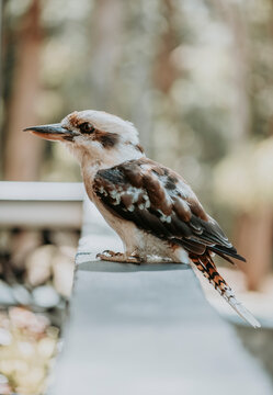 Australian wildlife