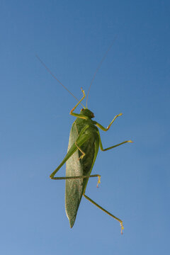 Grasshopper 