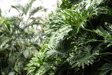 Tropical plants in the botanical garden. Nature background. Niagara Butterfly Conservatory, Canada. 