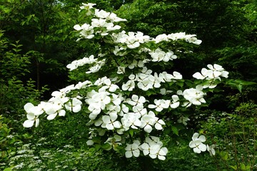 Beautiful large flowers of White Dogwood Venus at full bloom © Khairil