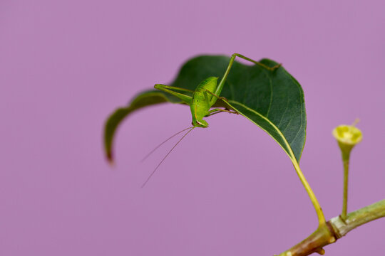Grasshopper leaning down from gum leaf.
