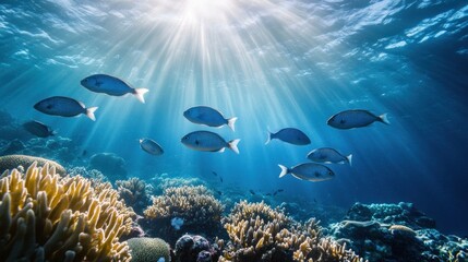 Fototapeta premium Sunbeams Through the Ocean Depths