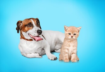 Cute smart puppy and kitten sit together