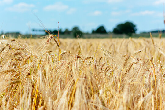 Ripe barley field
