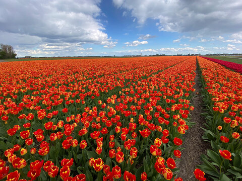 Famous tulip fields in the Netherlands