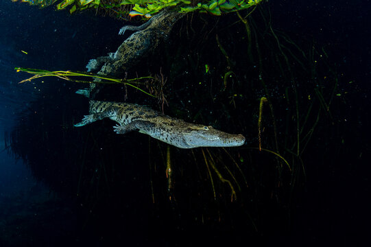 Morelet's Crocodile in Mangrove Creek