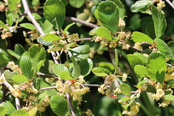 Island Mountain Mahogany, Cercocarpus Betuloides Variety Blancheae, a charismatic native arborescent shrub displaying cymose cluster inflorescences during Spring in the Santa Monica Mountains.