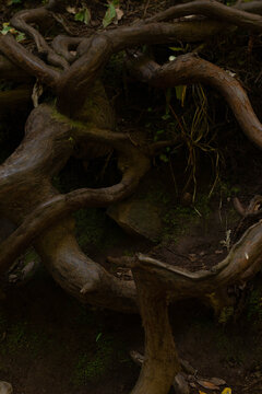 large root system of trees 