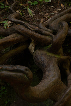 large root system of trees 