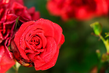 Red rose in garden with copy space