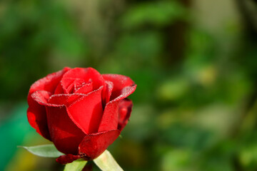 Small red rose closeup on garden