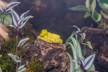Emerald Green Python (Morelia viridis) curled up on rock with blurred background.