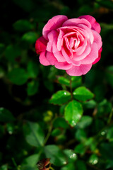 Pink rose flower closeup on nature with copy space