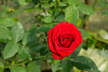 Red rose closeup top view