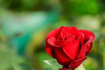 Red rose closeup with beautiful petals