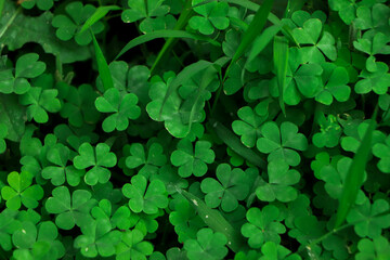 Four leaf clover on green shamrock background