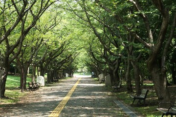 葛西臨海公園の並木父